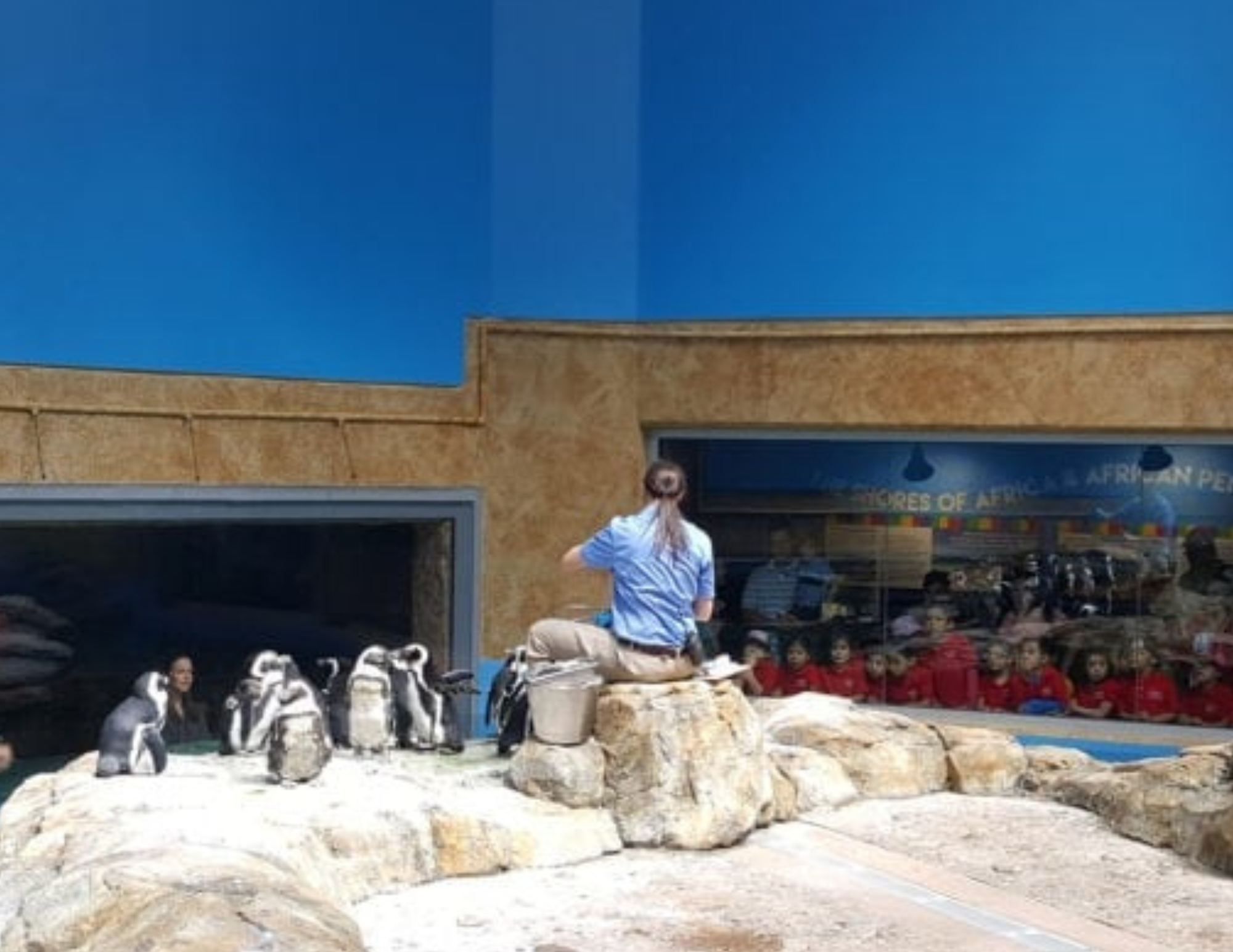 Penguin House Behind the Scenes