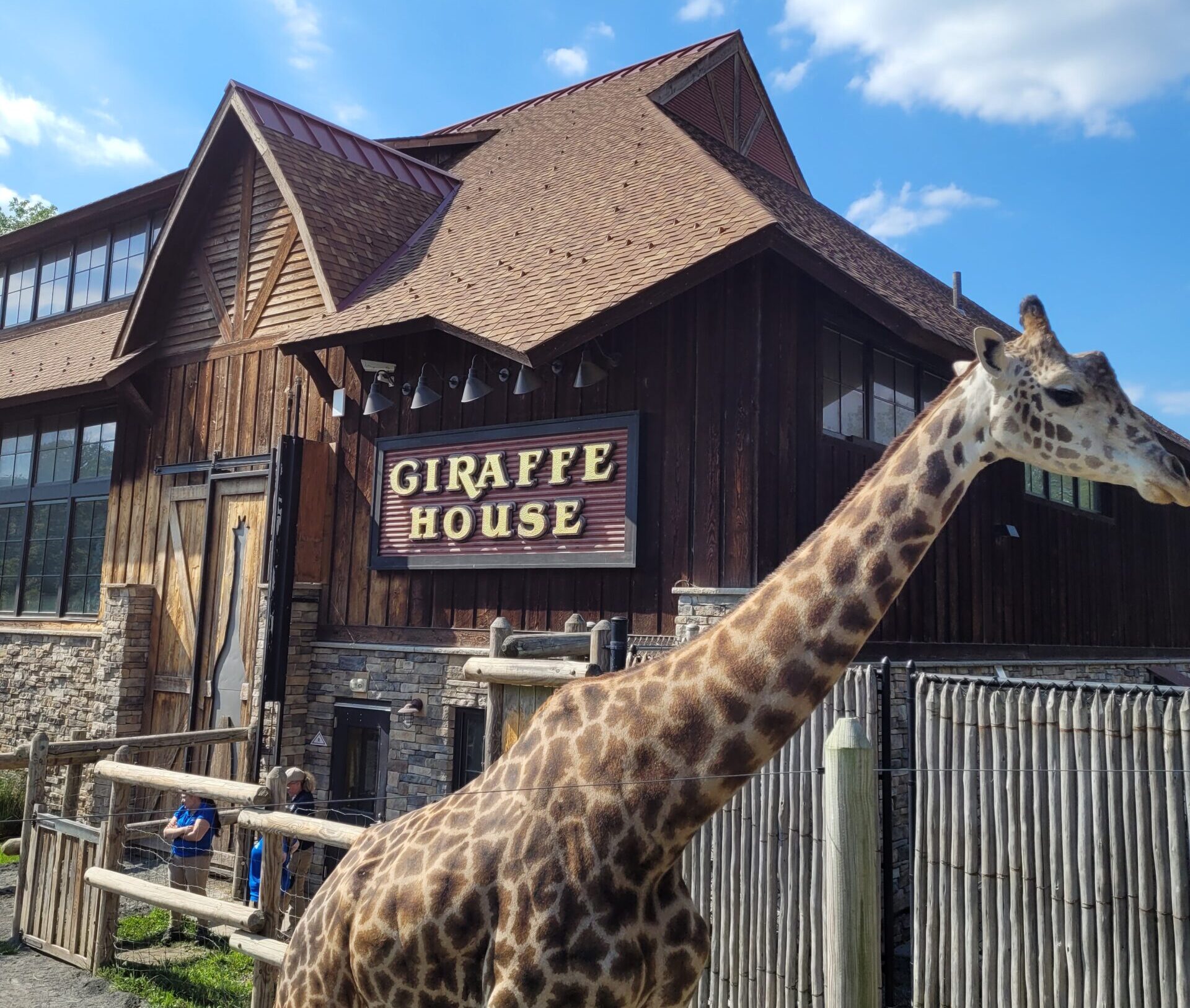 Behind the Scenes at the Giraffe Barn