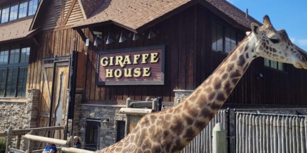 Masai Giraffe