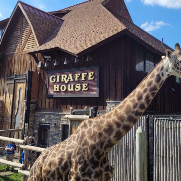 Masai Giraffe