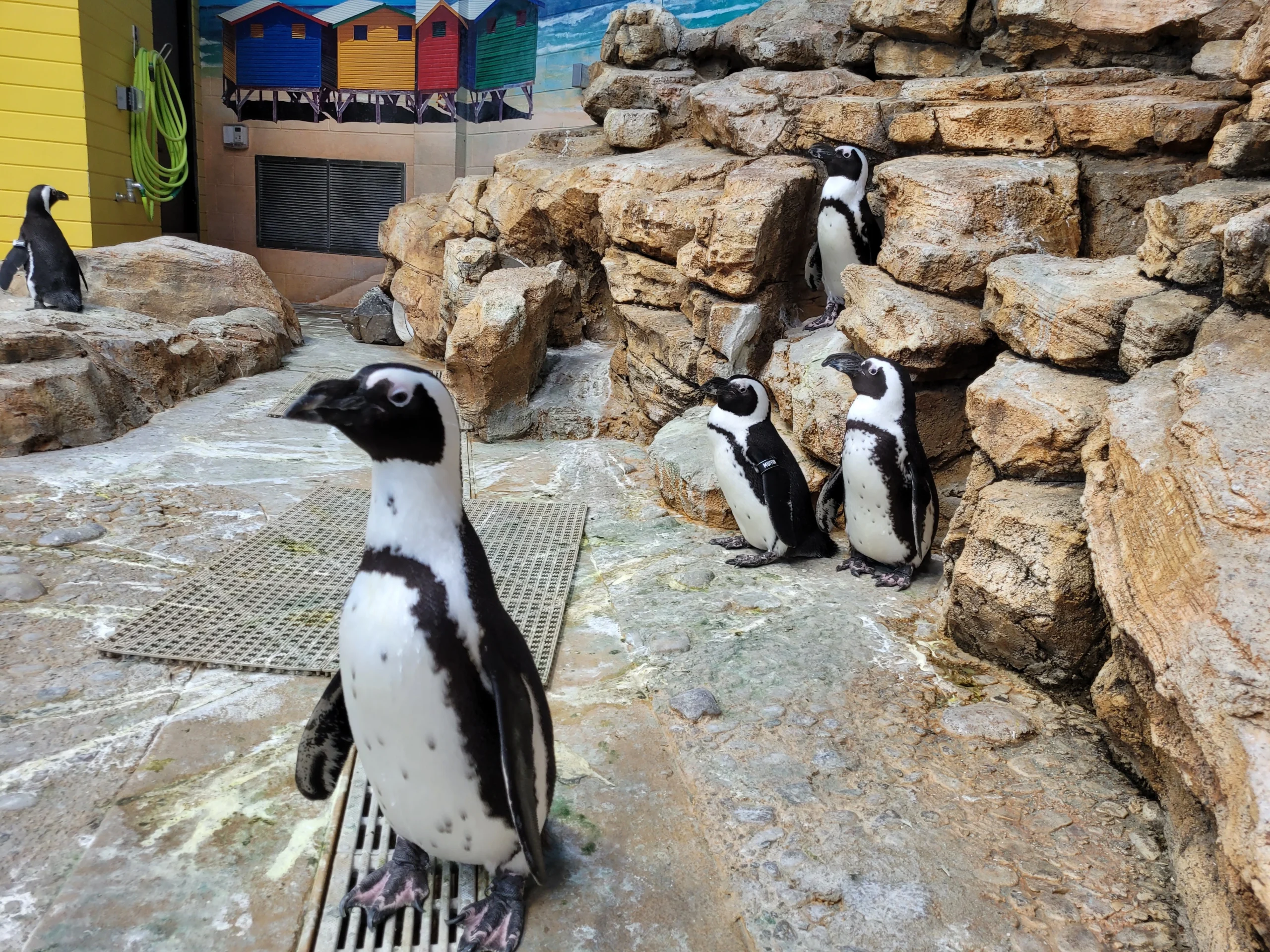 African Penguins Behind the Scenes Tours