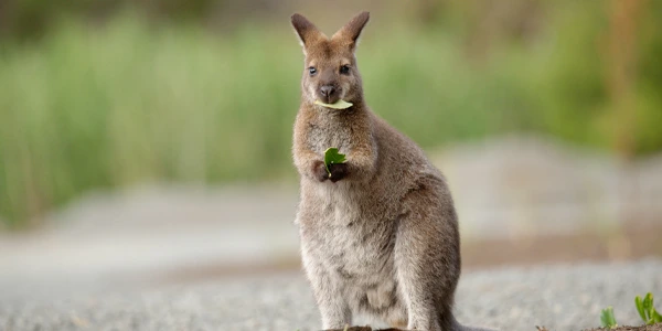 Behind the Scenes in Australia