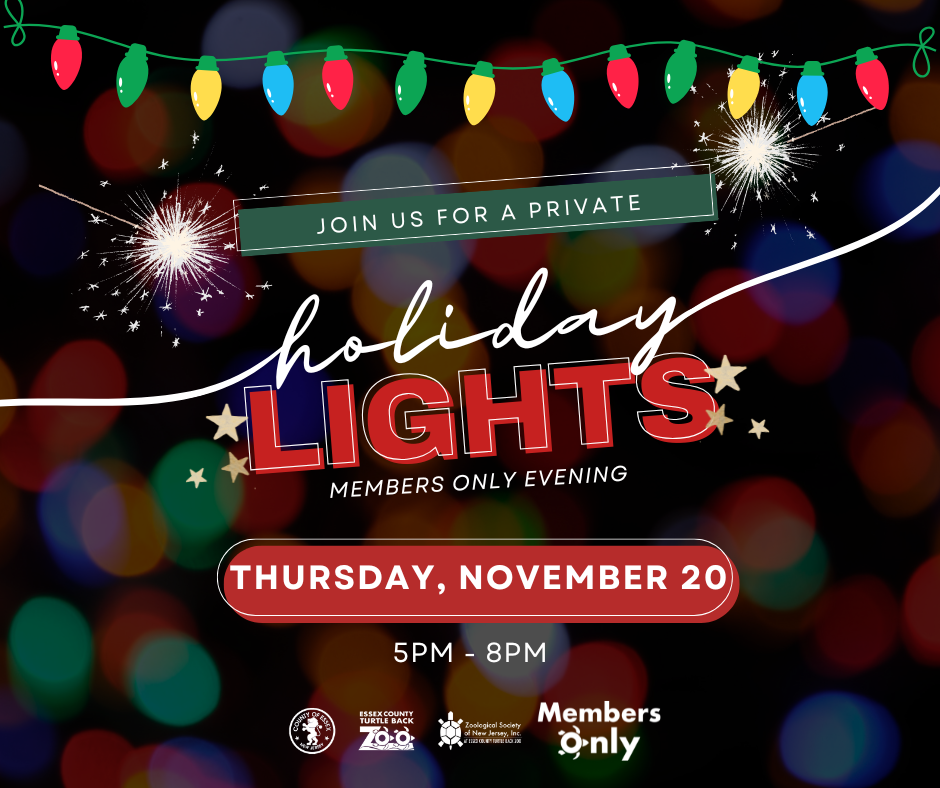 Members Only Holiday Lights