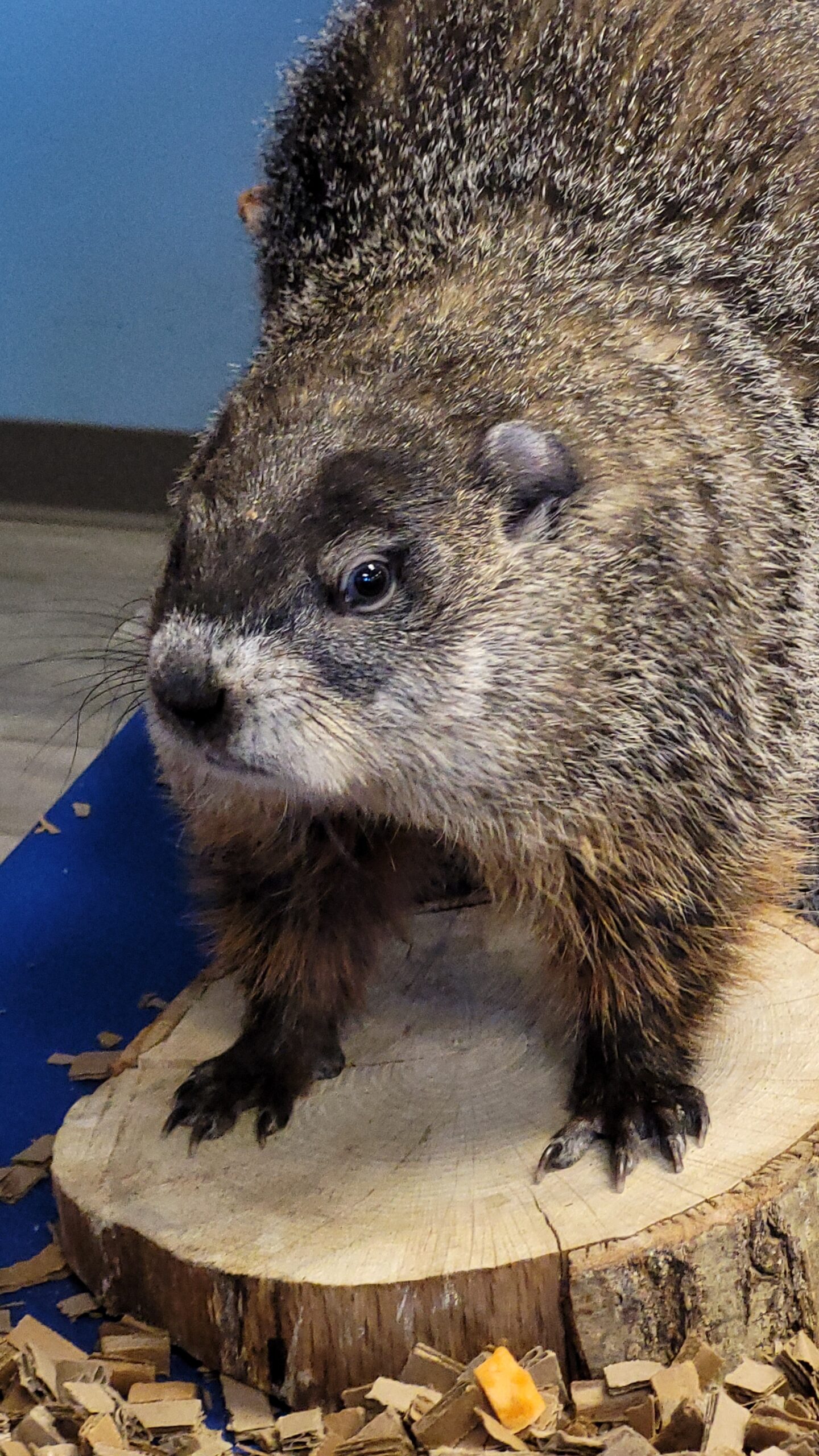 Groundhog Day Prognostication