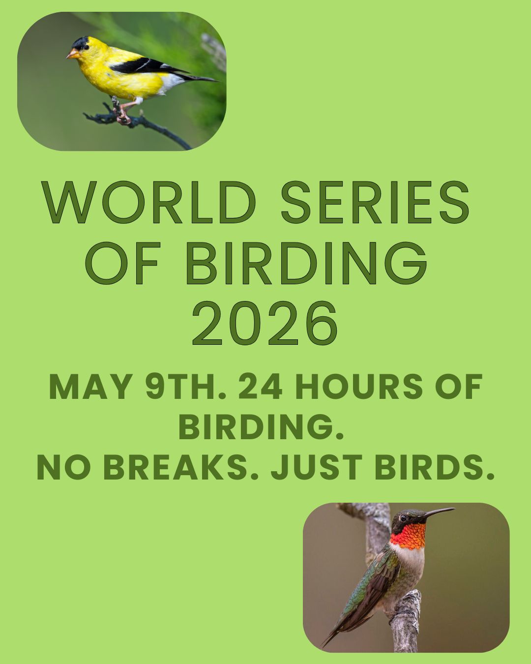 World Series of Birding 2026