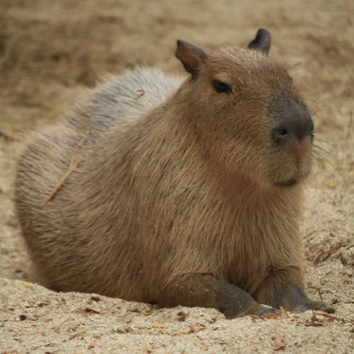 Capybara Behind the Scenes