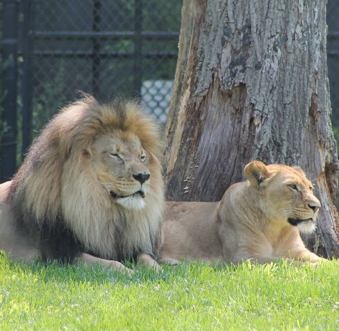 Behind the Scenes with the Lions