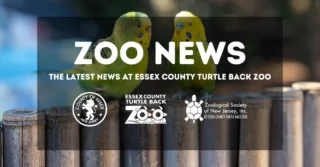 🇺🇸 July Zoo News ⚾
Hit a Homerun!
Link in our bio!