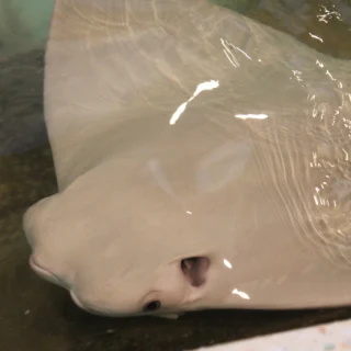 🎇 Species Spotlight Sunday
Meet: Sugar
▶️ Cownose ray (Rhinoptera bonasus)
▶️ IUCN Conservation Status: Vulnerable

Cownose rays span the entire East Coast from New England all the way down to Brazil. They are cartilaginous, meaning that their skeleton is not made of bone, but rather cartilage like our noses and ears, and their tails and stingers are made of keratin like our hair and nails. They possess an organ that allows them to sense electrical fields, which helps them hunt for prey hidden along the seafloor. 
You can recognize Sugar from her extremely pale coloring and her large size. She was born here at Turtle Back Zoo on June 19th, 2016 (happy belated birthday Sugar!🥳), to our cownose ray Tsunami, and has grown up loving the attention she gets from folks at the Touch Tank, so be sure to say hi to her on your next visit!

📸: Sugar underwater, action shot of Sugar with one fin out of water