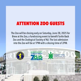 The Zoo will be closing early on Saturday, June 28, 2025 for Brew at the Zoo, a fundraising event to benefit Turtle Back Zoo and the Zoological Society of NJ. The last admission into the Zoo will be at 1PM with a closing time of 2PM.

We thank you for your understanding and look forward to your next visit to the Zoo.