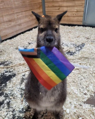 We are ready to ROAR! Grab your tickets now (or the night of at the Zoo) for this Saturday, June 21st Family Pride Night at the Zoo from 5:30pm - 8:30pm. Enjoy a walk around the zoo in the cooler evening temps to see all the exhibits with some fun decorations! 🌈 Make sure to stop by the amphitheater for a dance party 🥳 

To purchase tickets, use Link in Bio.