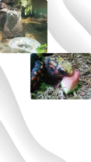Visiting the Zoo in the summer heat? You may notice animal habitats with sprinklers on, ice or other treats (like watermelon) out, doors open to indoor spaces where animals may not be viewable, as well as staff walking around monitoring behaviors. Or if you’re Peaches, our American alligator, you just enjoy when Jersey feels a bit more like Florida.😎
 
Here are some things to think about when the temperatures get high:
💧Hydrate: You can bring your own food and drink into the Zoo, but our Savanah Café is also a great place to grab a drink, cool off, and take a break.
⛲Misters: A little water adds fun while cooling you down.
🍧Ice Treats: Our Kona Ice truck is delicious any day of the year but tastes extra nice on a hot day! Located near the Train.
💺Take Breaks: There are benches and picnic tables throughout the park, so be sure to take some time to rest.
🚪Indoor spaces: Our Reptile House, Touch Tank and Shores of Africa are all exhibits to see animals while getting out of the sun.
🌡Watch out for each other: Watch out for signs of distress. Find a staff member or go to Guest Services if you need medical assistance.