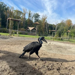 🎇Species Spotlight Sunday!
Meet: Roxanne
➡️Abyssinian Ground Hornbill (Bucorvus abyssinicus)
➡️IUCN Conservation Status: Vulnerable

Abyssinian ground hornbills have a colorful wattle (throat pouch) that is blue on females and a mix of red and blue on males. Abyssinian ground hornbills, much like their name, will prefer to remain on the ground unless they feel threatened enough to fly. 
Roxanne will strut around the Africa yard with the giraffes and ostriches like she's the one in charge (and she definitely is). 
She also recognizes her place above her keepers, singing to them in the morning when she is ready to go outside for the day, and will knock on the Africa barn office window at the end of the day when she's ready for her dinner (see third 📸).