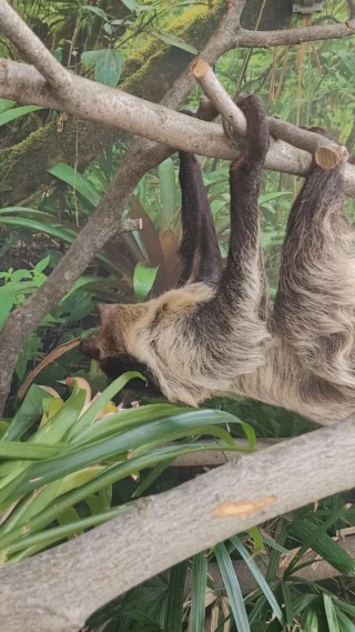 Even though it's summer, don't sleep in too late because the zoo is waiting for you! We are open daily this summer with Friday - Tuesday hours from 10am - 4pm and Wednesdays & Thursdays hours from 10am - 7pm. Butterfly Tent only open through Labor Day!  Who are you most excited to come visit?