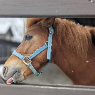 We may not have horses here at the Essex County Turtle Back Zoo, but we have ponies that deserve just as much love for I Love Horses Day! 
Make sure you come visit and see if you can spot them all!
📸: Bella, Butterscotch, Cherish, Rosie, Shrek, Trigger