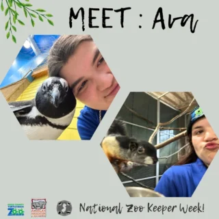 👋Ava, Africa Keeper
🐧Favorite animal: It’s hard but either Pippin the African penguin or Snickers the Prevost squirrel
🔹Favorite task/project: Perching the exhibits for the animals
🔹Something zookeepers do that people wouldn't expect: Being a zookeeper we clean a lot throughout the day, it’s not just hangout with the animals all day. We have to make sure the animals well being comes first before anything.