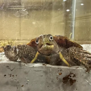 😎 To celebrate World Emoji Day, we thought we would share with you our very own personal emoji, Jim, the black-breasted leaf turtle.
Comment with your favorite Jim Emoji look! 🤩😬😲
#WorldEmojiDay