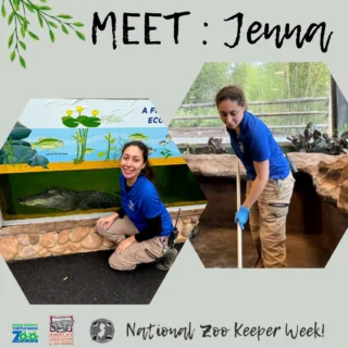 👋Jenna, Reptile Keeper
🐊Favorite animal: Tomistoma or West African Dwarf Crocodile
🔹Favorite task/project: Training with our American Alligator
🔹Something zookeepers do that people wouldn't expect: We spend a lot of time interacting with and talking to the public (Keeper Talks, Summer camp, after hours events, etc.).