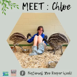 👋Chloe, Australia Keeper
🦊Favorite animal: Wolves and Foxes
🔹Favorite task/project: Celebrating International Maned Wolf Day! I set up a bunch of enrichment for our maned wolf, Lucian, throughout the day, gave keeper talks, and made a few posters and props for a docent-run table. It was a lot of fun and the docents were fantastic. 
🔹Something zookeepers do that people wouldn't expect: One thing I do as a zookeeper most people wouldn’t think of is clean *a lot​* and not just animal poop. As much as I’d love to hang out with the animals all day, we do a lot of other things like cleaning dishes, surfaces, stalls, perching, etc. as well as, moving a lot of heavy things and exhibit maintenance. This helps our animals stay healthy and our exhibits stay clean and safe.