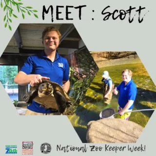 👋Scott, Reptile Keeper
🐊Favorite animal: In general, my favorite species is the Saltwater Crocodile, but here at the zoo my favorite is Peaches the American Alligator
🔹Favorite task/project: Creating isopod (otherwise known as rolly-polly) breeding colonies for use as cleaners in our exhibits
🔹Something zookeepers do that people wouldn't expect: Lots and lots of paper/computer work.