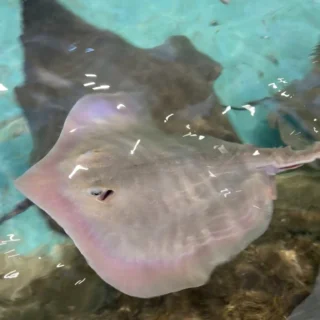 For Shark and Ray Awareness Day, we wanted to highlight our Touch Tank where you can find cownose rays, our Atlantic stingray, Neptune, and our epaulette shark, Adelaide.

🦈Epaulette sharks are found on the coast of Northern Australia and are named for the large black spots on their back that resemble military epaulettes. Though epaulette sharks are not endangered, there are around 150 species of sharks (37%) that are endangered in some capacity, and another 14% that are near threatened.

Atlantic stingrays are found along the coast of the Southern United States in the Atlantic Ocean and the Gulf of Mexico and are one of the smallest species of rays. They are also not endangered, but of the over 200 species of stingrays that are known, around 50% are endangered in some capacity.

🌊This year we are focusing on #OceanWanderers, after a 2021 study showed that there has been a 71% decline in oceanic shark populations, and 75% of oceanic shark and ray species are currently threatened with extinction. The whole world is connected through water, so international efforts are needed to protect these species from overfishing, habitat destruction, and climate change. To learn more, you can look up the #BigSharkPledge and pledge to help! And stop by the Essex County Turtle Back Zoo Touch Tank to let our shark and rays know that you're here to help them.