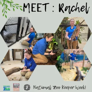 👋Rachel, Reptile Keeper
🐉Favorite animal: Komodo dragon, both Shu and Dracaena 
🔹Favorite task/project: Exhibit redesign & training with Dracaena
🔹Something zookeepers do that people wouldn't expect: A lot of horticultural work to maintain exhibit beauty and animal safety.