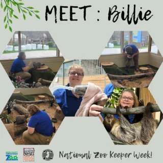 👋Billie, Australia Keeper
🐾Favorite animal: All animals are my favorite 
🔹Favorite task/project: Training and enrichment of the animals
🔹Something zookeepers do that people wouldn't expect: We enrich our animals to help promote natural behaviors and good mental wellbeing, train some of our animals to be Ambassadors, all the ways we can treat sick animals and the dedication it can take.