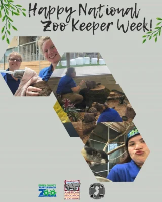 Happy National Zookeeper Week! We are excited for you to virtually meet some of our Keepers throughout the week in our stories and posts. Next time you stop by the zoo, say a big THANK YOU in person to our dedicated team. #nationalzookeeperweek #zoolife