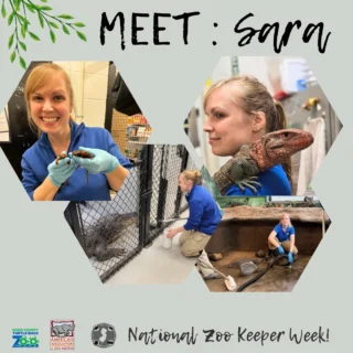 👋Sara, Reptile Keeper
🐎Favorite animal: Komodo Dragon, Horses
🔹Favorite task/project: Squeegeeing wet floors and making enrichment
🔹Something zookeepers do that people wouldn't expect: We spend a lot of time making sure the animal's habitats are perfect for the species. Zookeepers constantly monitor and adjust the temperatures, humidity, substrate, water condition, live plants, and live feeder insects in each habitat.