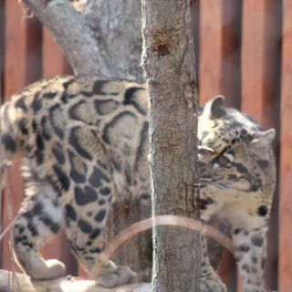 🎉Hip-hip hooray for clouded leopard day! Clouded leopards are an extremely unique species with:
▶️specialized ankles that allow for climbing down trees headfirst
▶️canine teeth larger in proportion to their skull than any other cat
▶️a beautiful spotted pelt

Unfortunately, due to their uniqueness, they are hunted frequently. And this is not the only issue that these vulnerable creatures face. Their South Asian habitats are being torn down and replaced with palm oil fields, which is an ever-growing problem for hundreds of species.

To help protect this species, there is a Species Survival Plan (SSP). DYK our Zoo Director, Jilian Fazio, is the Coordinator and International Studbook Keeper for the Clouded Leopard SSP! That means that she is considered the national expert for clouded leopard conservation in AZA (Association of Zoos and Aquariums) accredited facilities and maintains records of individuals of this species throughout AZA facilities to find compatible matches for breeding with a high chance of survival. This is known as ex situ conservation, protecting a species outside of its natural habitat, and is one of many SSPs that the Essex County Turtle Back Zoo participates in.