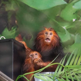 Our two golden-headed lion tamarins, Casper and Todd, are newer additions to the Essex County Turtle Back Zoo, so you may not always see them as they continue to get used to their exhibit in the new Barry Ostrowsky Animal Wellness Center.

Golden-headed Lion Tamarins live in one small section of the forest in Bahia, Brazil. Unfortunately, due to deforestation and agricultural practices, less than 5% of the original Bahia forest remains, and many of the species who live within it, including these tamarins, are now ENDANGERED.

Cocoa plantations and palm oil fields sprawl where the forest once was, which is why it is so important to ensure that the products you purchase are ethically sourced. Companies like the Fair Trade Federation or the Rainforest Alliance are resources to help ensure that the products you buy are not products of extensive deforestation. Trying to avoid things like palm oil or corporate chocolate can help save the forests of these amazing animals and prevent them from becoming extinct.

We hope you join us in giving them a warm welcome to the family and celebrate their day by avoiding palm oil products.